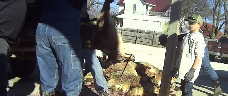 A child watches as dead coyotes are piled up after a killing contest