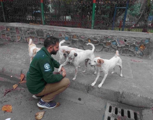 A man greets a group of dogs on the street