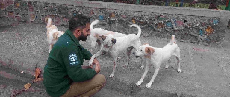 A man greets a group of dogs on the street