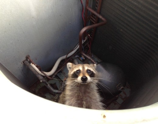 Raccoon in an air conditioner