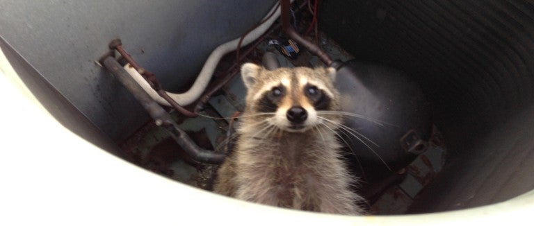 Raccoon in an air conditioner