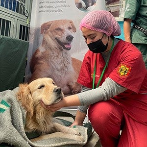 A veterinary work comforts a dog in their care.