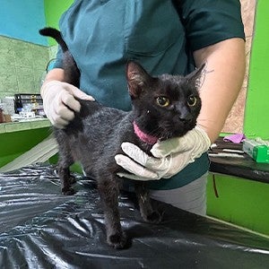 A black cat stands on an exam table, held by the gloved hands of a vet tech