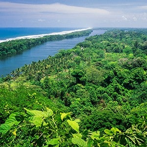 An aerial view of a lush, green seaside forest with a large water canal running into the distance