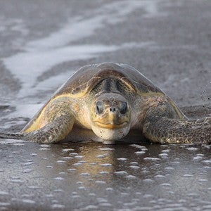 A sea turtle faces the camera on a beach with a receding tide
