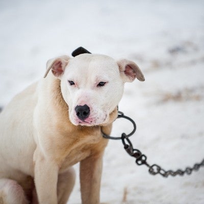 MI Dogfighting Rescue