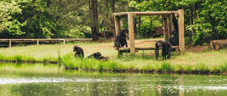 Rescued chimps at sanctuary