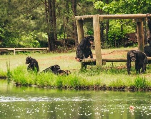 Rescued chimps at sanctuary