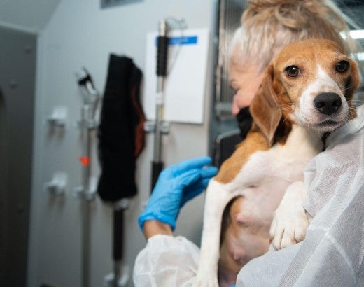 A woman holds a beagle