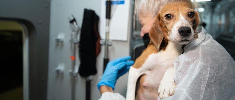 A woman holds a beagle