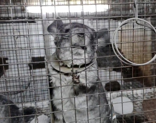 Chinchilla on Romanian fur farm