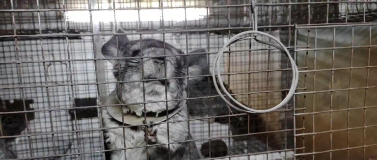 Chinchilla on Romanian fur farm
