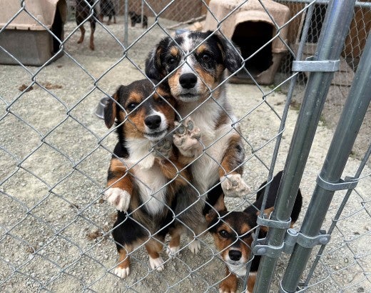 Puppies in a cage