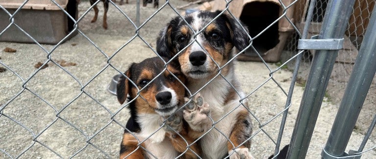 Puppies in a cage