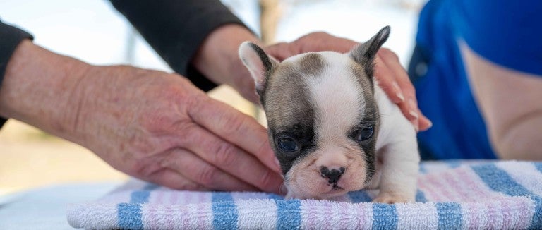 A veterinarian examines a puppy