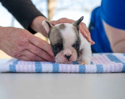 A veterinarian examines a puppy