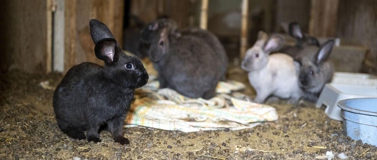 A group of rabbits in the home of an overwhelmed caregiver