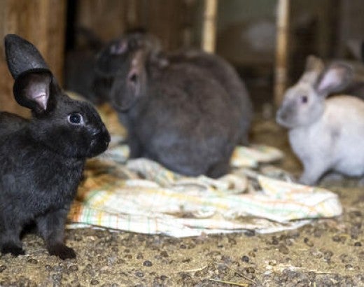 A group of rabbits in the home of an overwhelmed caregiver