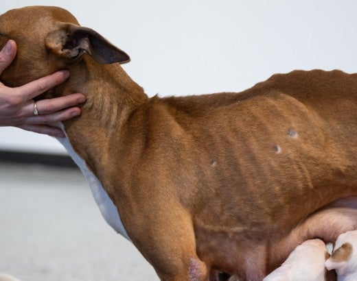 Emaciated mother dog