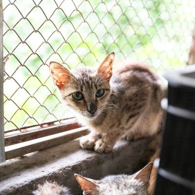 Viet Nam Models for Change 6 Cat Facility