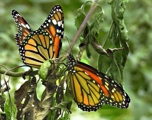 Monarch butterflies on plant stem