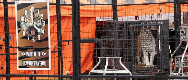 White tiger in a cage at a traveling circus