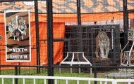 White tiger in a cage at a traveling circus