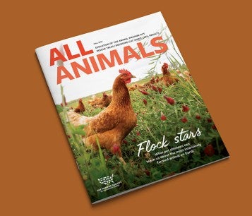Cover of All Animals Magazine Fall 2024 Issue showing a flock of chickens in a clover field.