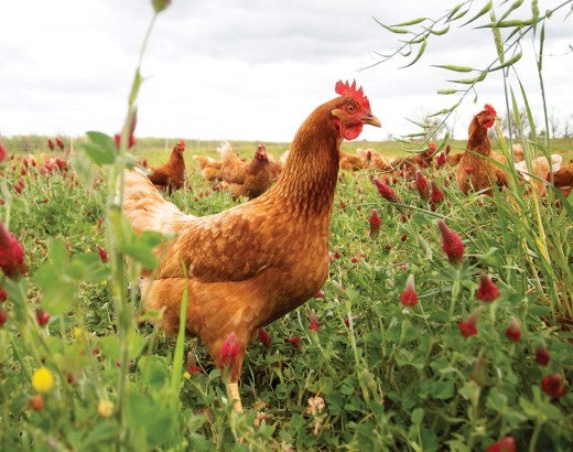 A brown chicken among others in an open fields full of red flowers.