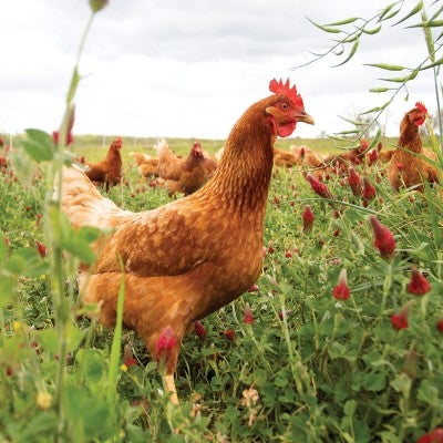 A brown chicken among others in an open fields full of red flowers.