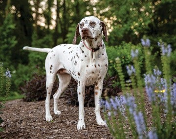 A cute dalmation named Tali stands majestically among trees and purple flowers.