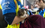 Kaotly the cat receives a medical examination from veterinarian Colleen Cassidy and veterinary assistant Sara Michelassi.