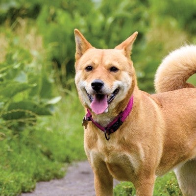 Roxy the dog