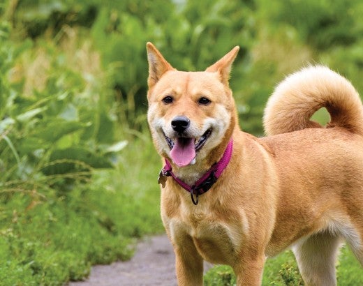 Roxy the dog
