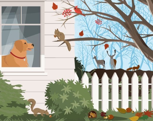 Illustration of a dog and cat looking out a window at backyard wildlife.