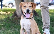Happy dog at outdoor adoption event
