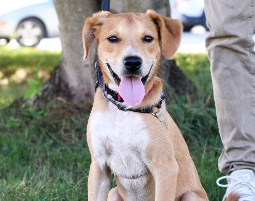 Happy dog at outdoor adoption event for animals in shelter