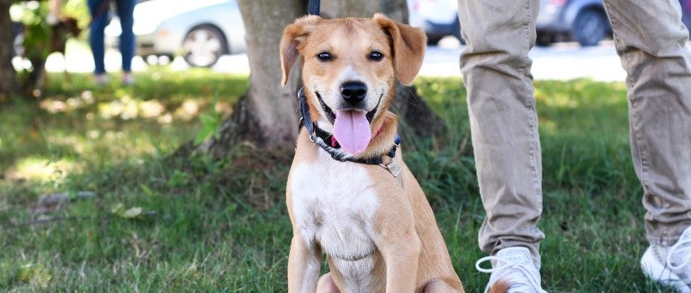 Happy dog at outdoor adoption event for animals in shelter