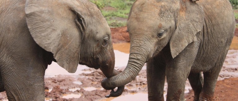 Two elephants in the wild