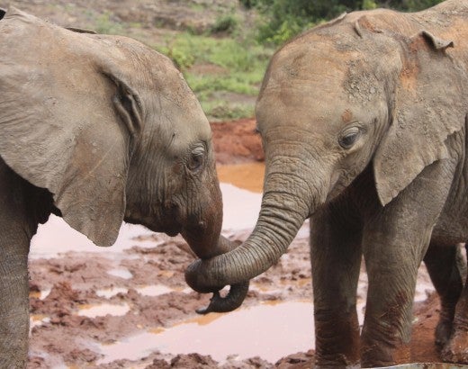 Two elephants in the wild