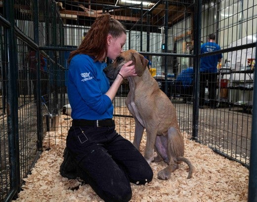 A person hugs a dog at a temporary shelter
