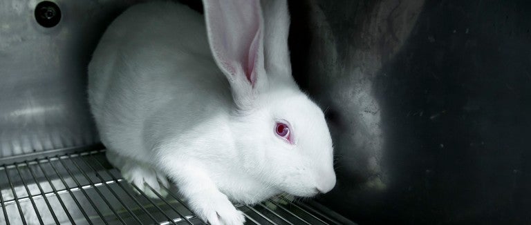 Photo of a test rabbit scared in its cage.