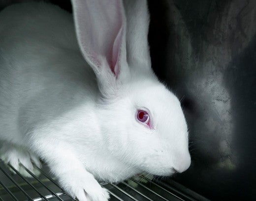 Photo of a test rabbit scared in its cage.