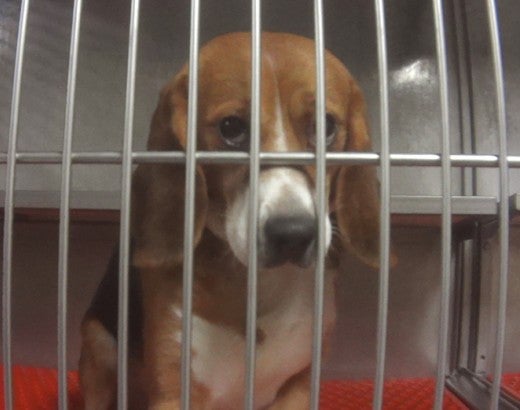 Sad Beagle used for testing in a cage