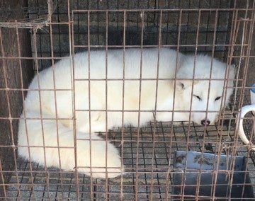 arctic fox in cage at a fur farm in China