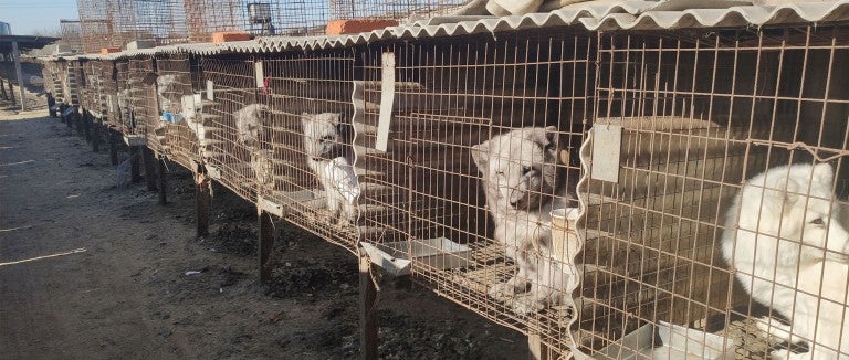 rows of cages holding many arctic fox at a fur farm in China