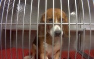 a beagle looks sadly at the camera from inside a metal cage