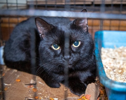 Cat in dirty cage before being rescued from an alleged cruelty situation in Crystal Springs, MS
