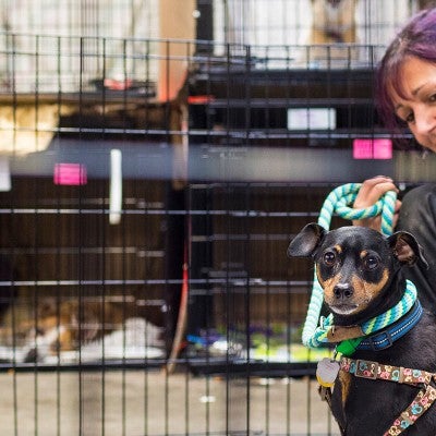 Volunteer helping a small dog.