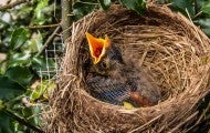 Hungry baby bird in a nest